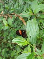 Heliconius