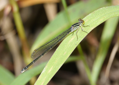 Pseudagrion ignifer