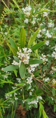 Leucopogon parviflorus