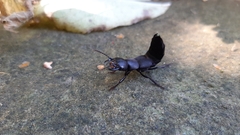 Ocypus olens