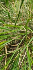 Lomandra