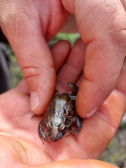 Discoglossus galganoi