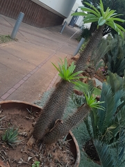 Pachypodium lamerei