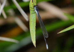 Pseudagrion ignifer