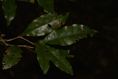 Heritiera trifoliolata