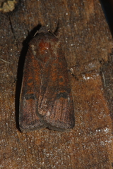 Agrotis trux