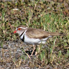 Charadrius tricollaris