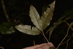 Heritiera trifoliolata