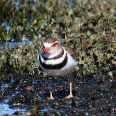 Charadrius tricollaris