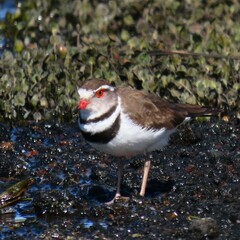 Charadrius tricollaris