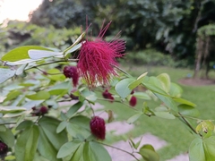 Calliandra tergemina