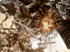 Centaurea eryngioides