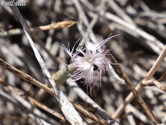 Dianthus sinaicus