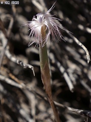 Dianthus sinaicus