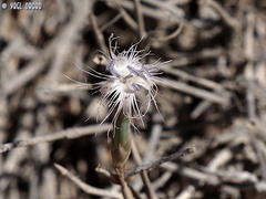 Dianthus sinaicus
