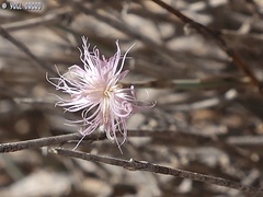 Dianthus sinaicus