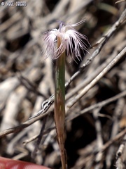Dianthus sinaicus