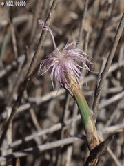 Dianthus sinaicus
