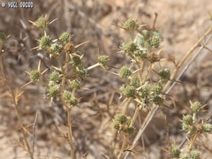 Eryngium glomeratum