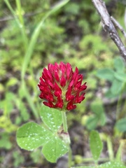 Trifolium incarnatum