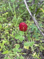 Trifolium incarnatum