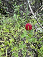Trifolium incarnatum