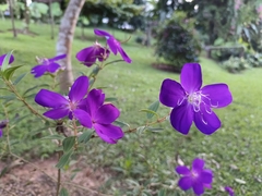 Pleroma semidecandrum