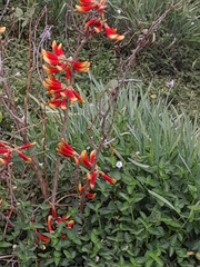 Erythrina acanthocarpa
