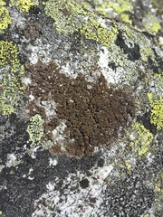 Protoparmelia badia