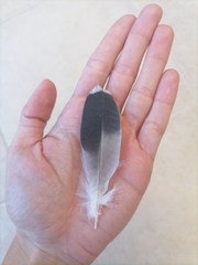 Columba livia domestica