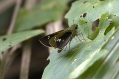 Borbo cinnara
