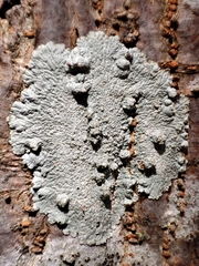 Caliciaceae