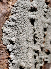Caliciaceae