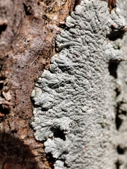 Caliciaceae