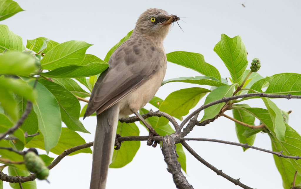 Large Gray Babbler (Argya malcolmi) photo