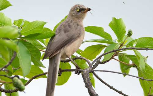 Large Grey Babbler