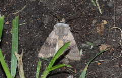 Agrotis cinerea
