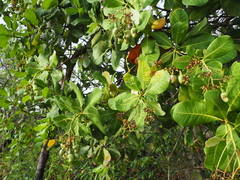 Anacardium occidentale