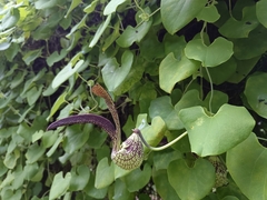 Aristolochia ringens