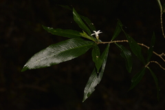 Atractocarpus chartaceus