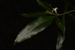 Atractocarpus chartaceus