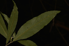 Atractocarpus chartaceus