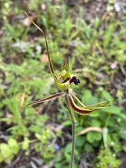 Caladenia attingens