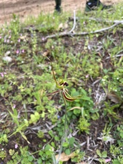 Caladenia attingens