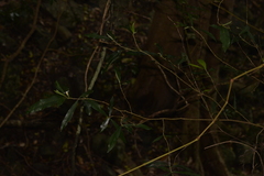 Atractocarpus chartaceus