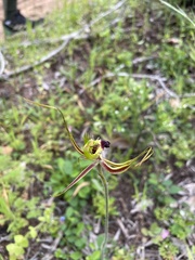 Caladenia attingens