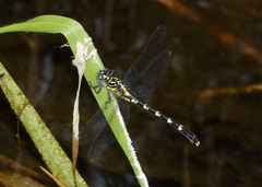 Hemigomphus heteroclytus