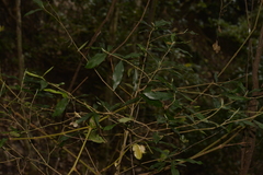 Atractocarpus chartaceus