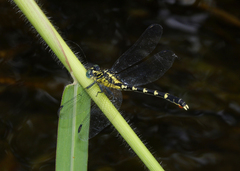 Hemigomphus heteroclytus