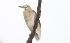 Ardeola grayii